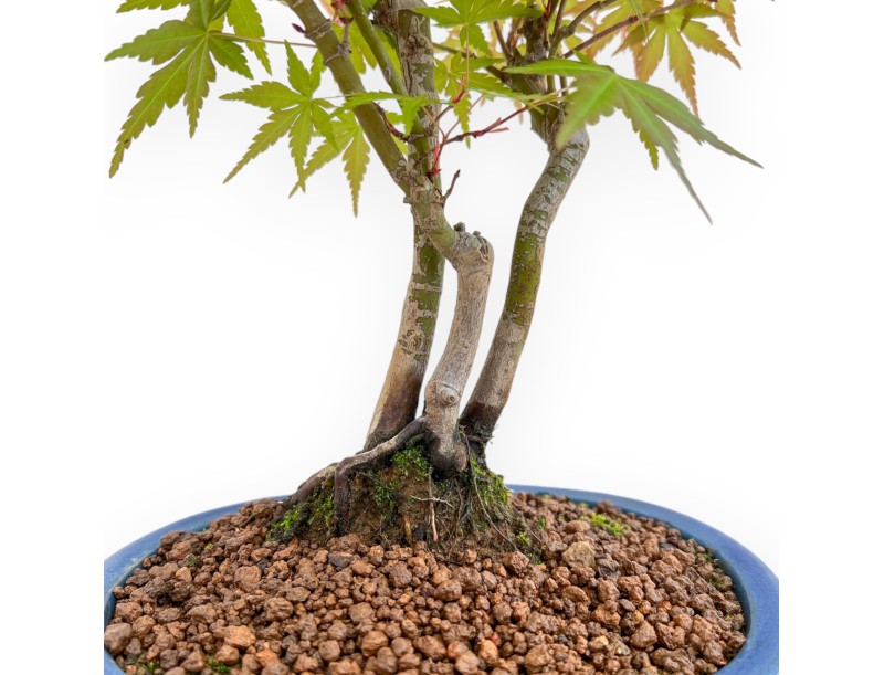 Acer Palmatum Viridis - Maple - 34 cm