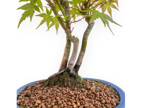Acer Palmatum Viridis - Acero - 34 cm