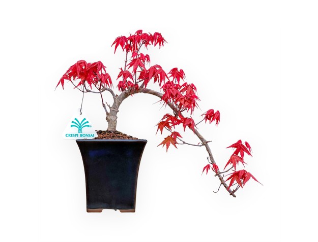 Acer Palmatum Deshojo - Arce - 25 cm