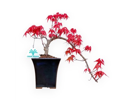 Acer Palmatum Deshojo - Acero - 25 cm