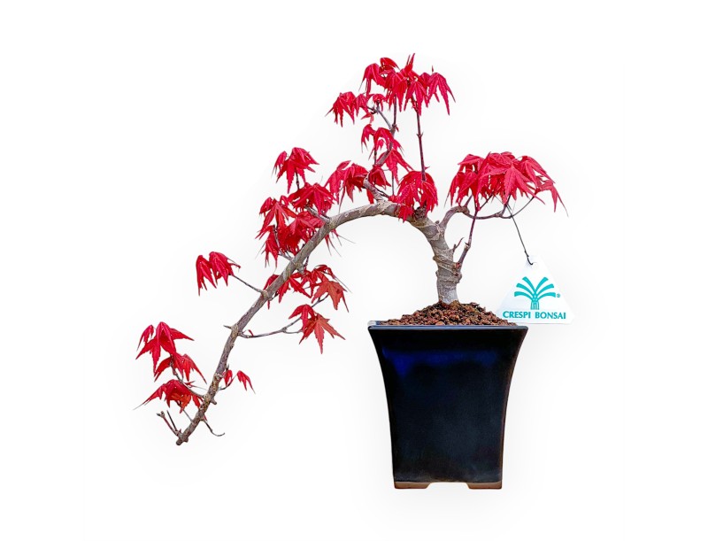 Acer Palmatum Deshojo - Acero - 25 cm