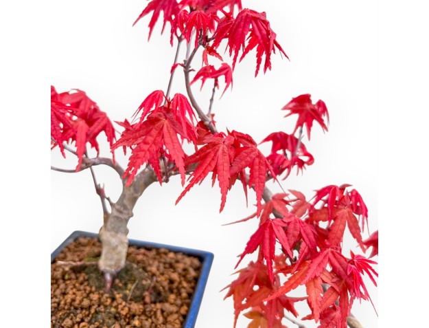 Acer Palmatum Deshojo - Esdoorn - 25 cm 2