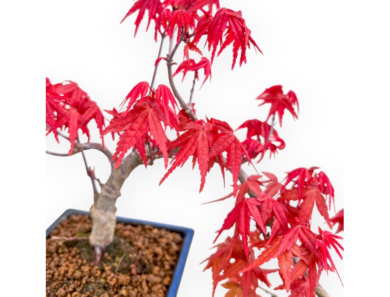 Acer Palmatum Deshojo - Acero - 25 cm