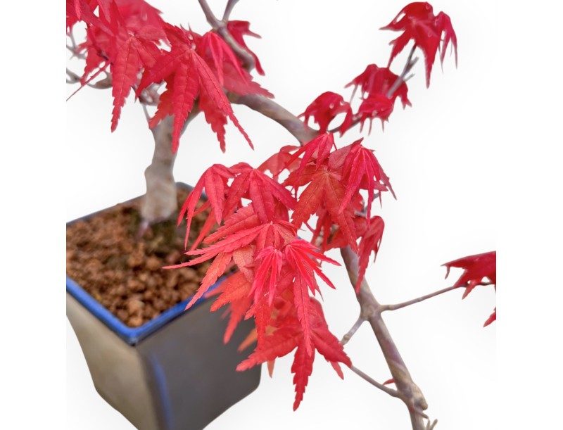 Acer Palmatum Deshojo - Acero - 25 cm