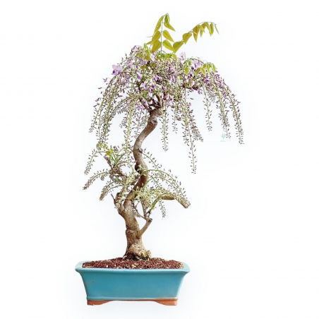 Wisteria Floribunda - Glycine - 80 cm