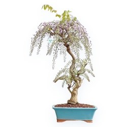 Wisteria Floribunda - Wisteria - 80 cm