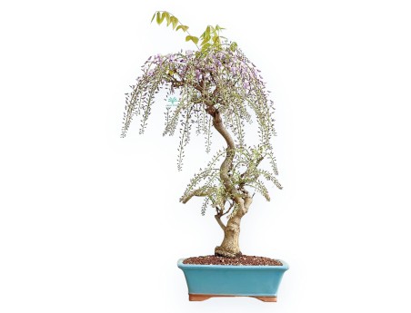 Wisteria Floribunda - Glicine - 80 cm