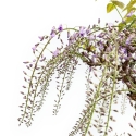 Wisteria Floribunda - Glycine - 80 cm