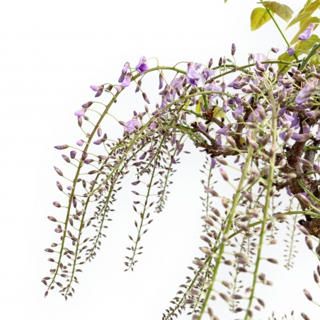 Wisteria Floribunda - Wisteria - 80 cm