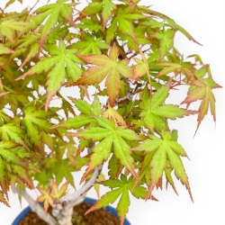 Acer Palmatum Viridis - Acero - 41 cm