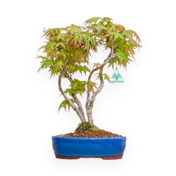 Acer Palmatum Viridis - Acero - 41 cm