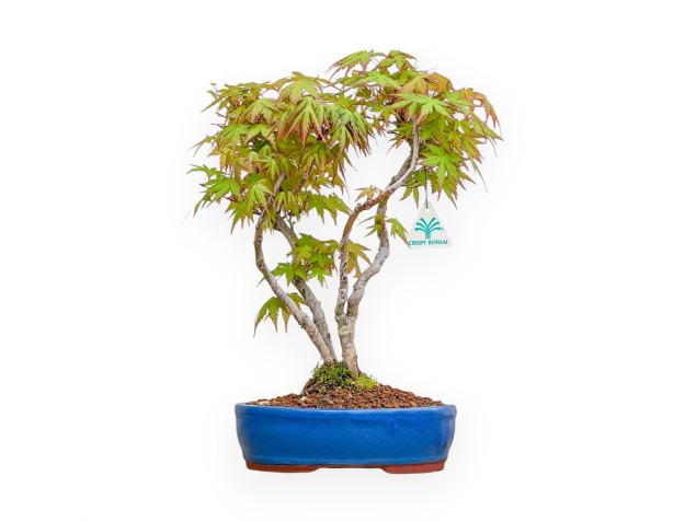Acer Palmatum Viridis - Arce - 41 cm