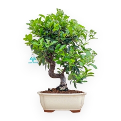 Pyracantha - 43 cm