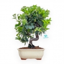 Pyracantha - 43 cm