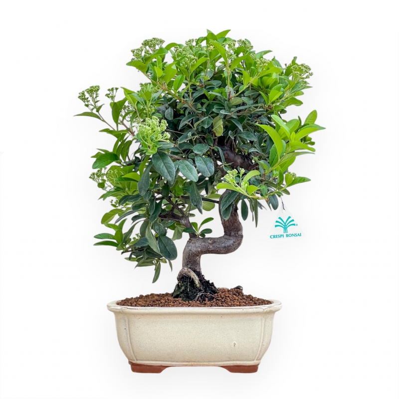 Pyracantha - 43 cm