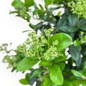Pyracantha - 43 cm