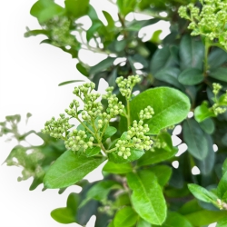 Pyracantha - 43 cm