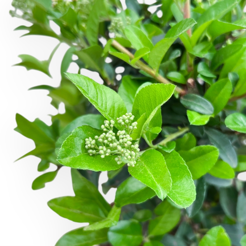 Pyracantha - 43 cm