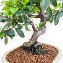 Pyracantha - 43 cm