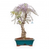 Wisteria Floribunda - Wisteria - 72 cm