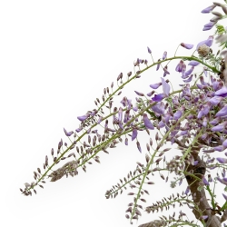 Wisteria Floribunda - Wisteria - 72 cm