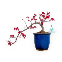 Acer Palmatum Deshojo - Maple - 23 cm