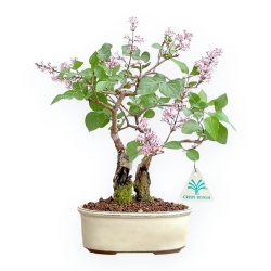 Syringa Vulgaris - Lillà - 30 cm