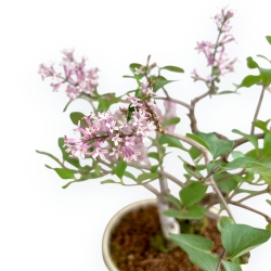 Syringa Vulgaris - Lillà - 30 cm