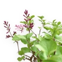 Syringa Vulgaris - Lilac - 31 cm