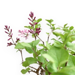 Syringa Vulgaris - Lilac - 31 cm