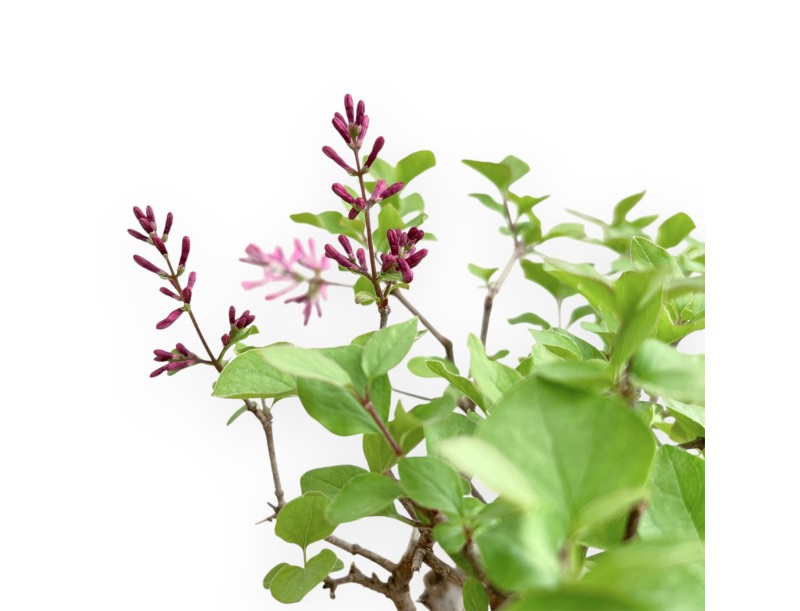 Syringa Vulgaris - Lilas - 31 cm