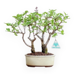Syringa Vulgaris - Lilac - 31 cm