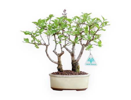 Syringa Vulgaris - Lillà - 31 cm