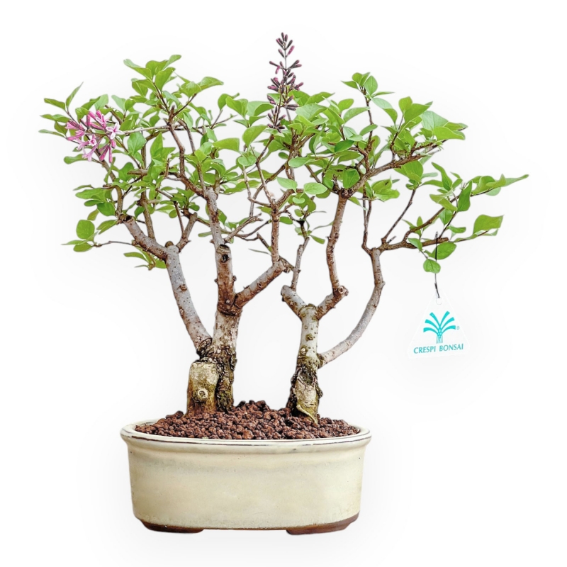 Syringa Vulgaris - Lilac - 31 cm