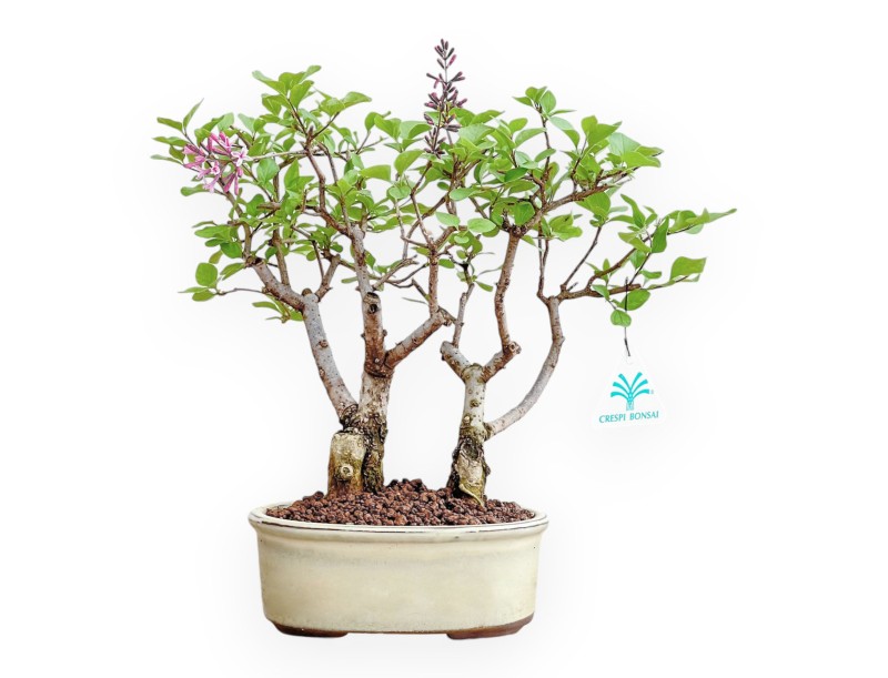 Syringa Vulgaris - Lilas - 31 cm