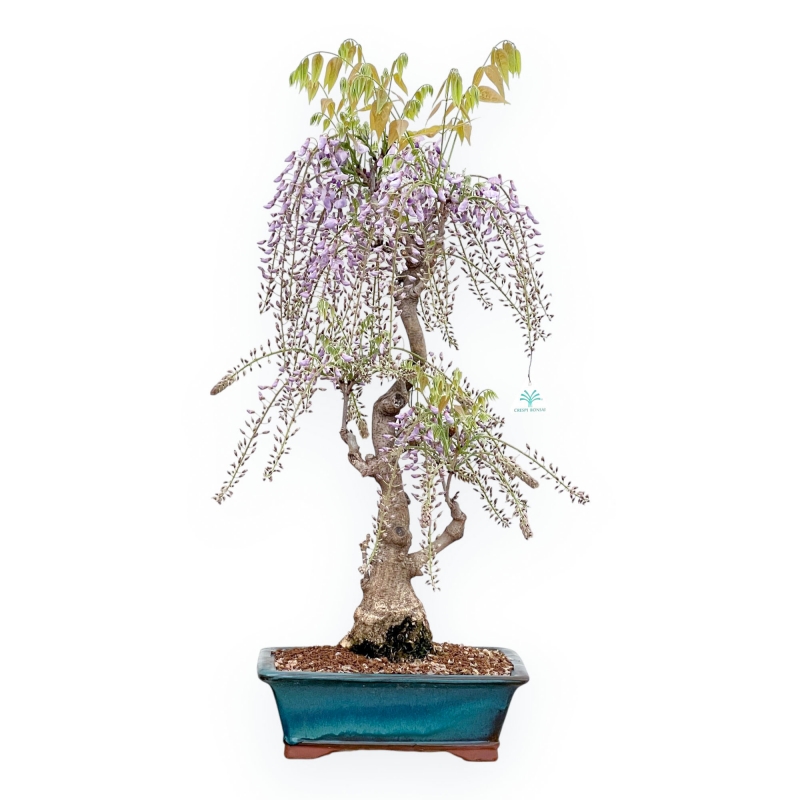Wisteria Floribunda - Glicine - 90 cm