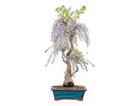 Wisteria Floribunda - Glycine - 90 cm