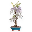 Wisteria Floribunda - Wisteria - 90 cm