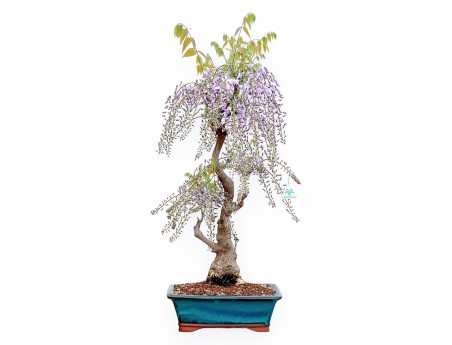 Wisteria Floribunda - Glicine - 90 cm