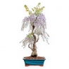 Wisteria Floribunda - Wisteria - 90 cm
