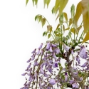 Wisteria Floribunda - Glicine - 90 cm