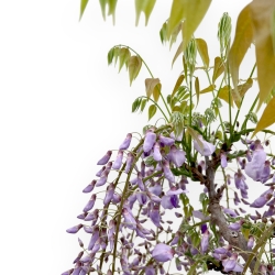 Wisteria Floribunda - Glicine - 90 cm