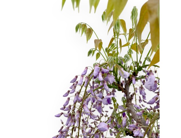 Wisteria Floribunda - Glycine - 90 cm 2