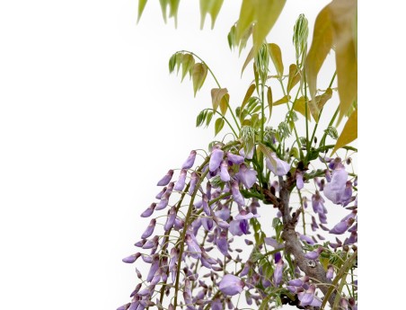 Wisteria Floribunda - Glicine - 90 cm