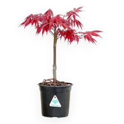 Acer Palmatum Atropurpureum - Èrable - 42 cm