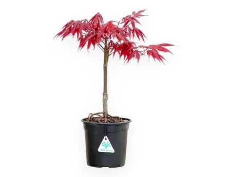 Acer Palmatum Atropurpureum - Arce - 42 cm