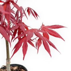 Acer Palmatum Atropurpureum - Èrable - 42 cm