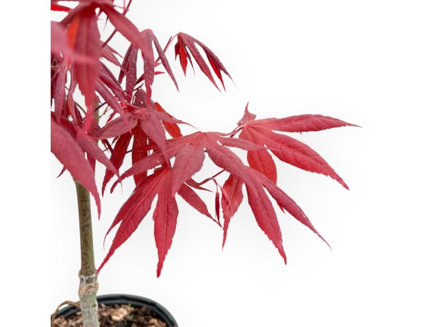 Acer Palmatum Atropurpureum - Maple - 42 cm 2