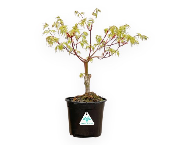Acer Palmatum Dissectum Seiryu - Érable - 44 cm