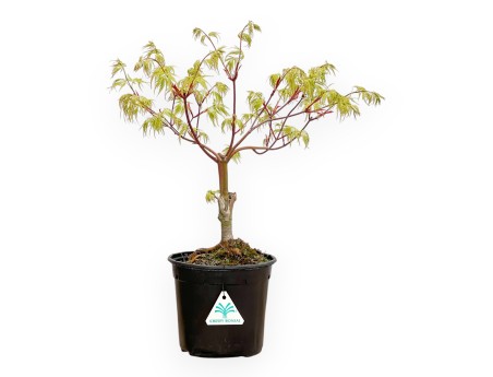 Acer Palmatum Dissectum Seiryu - Acero - 44 cm
